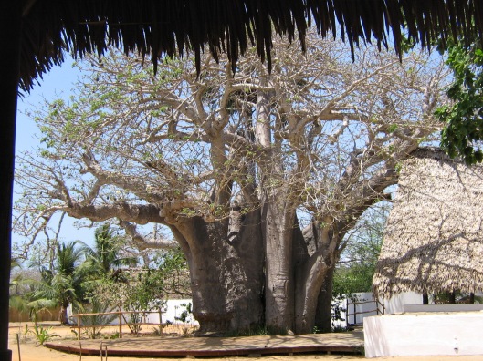 Baobab o embondeiro